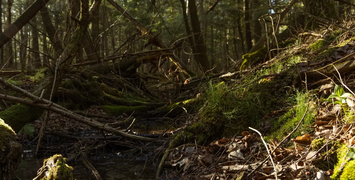 image of forest floor